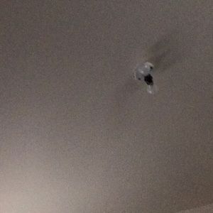 Meet your Posher, Alisha